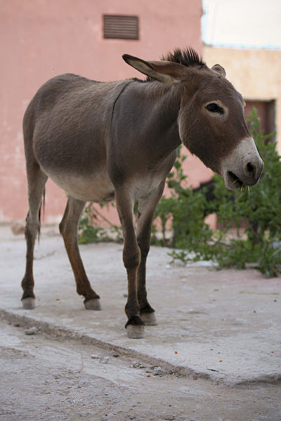 File:Tamraght-daleharvey-10-donkey.jpg