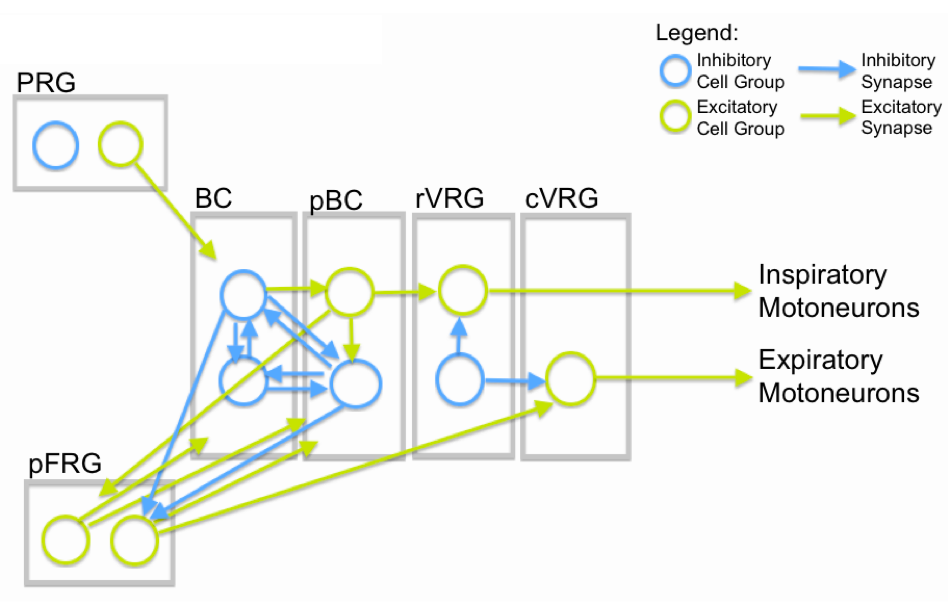 Сеть 2 4. Ns2 Network. Cell Group Module.