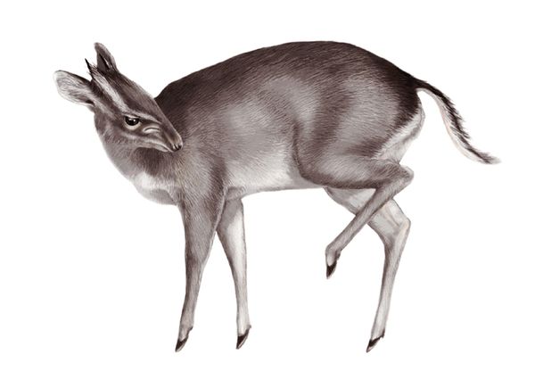 File:Walter’s-Duiker.jpg