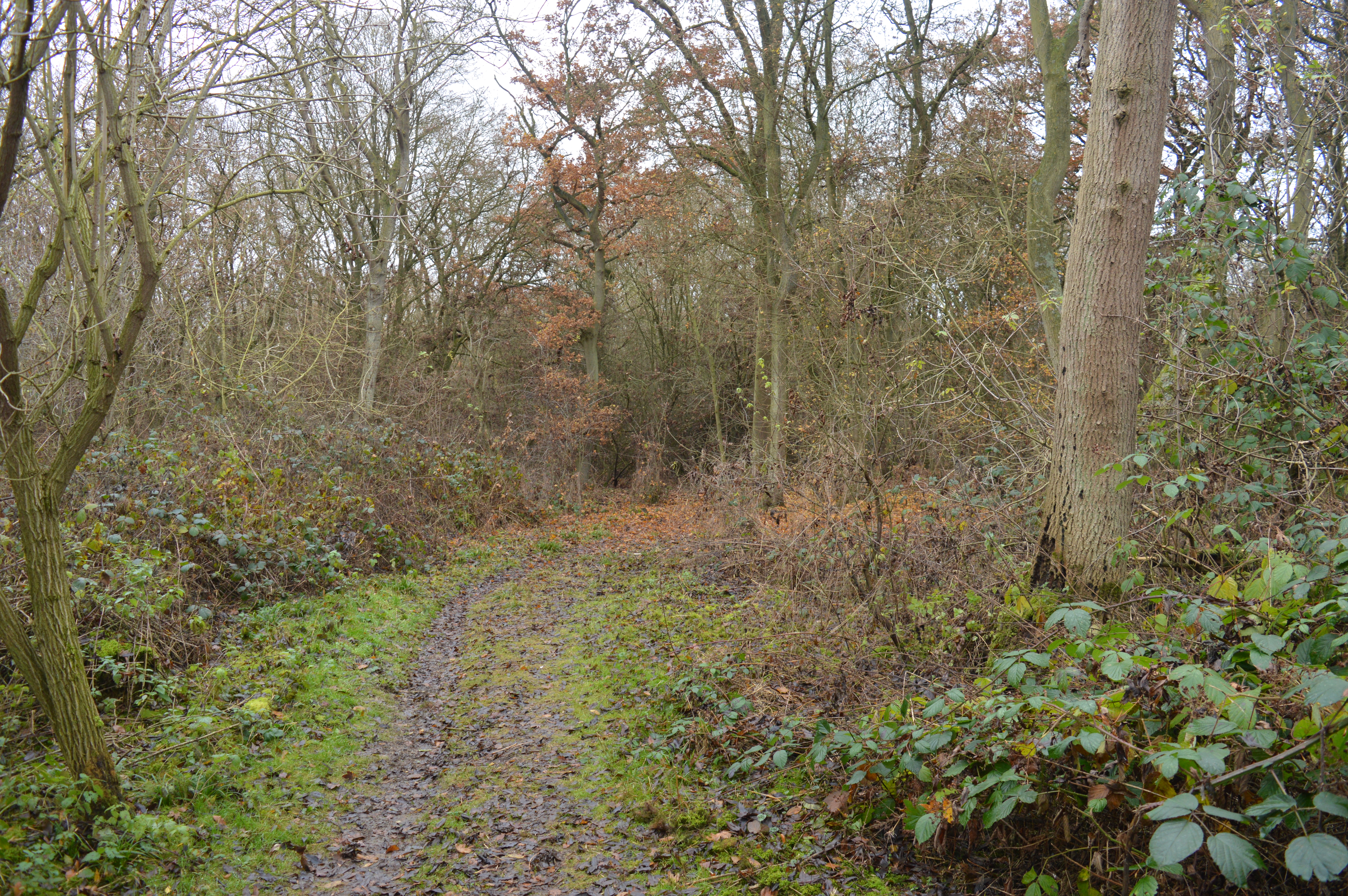 Warboys and Wistow Woods