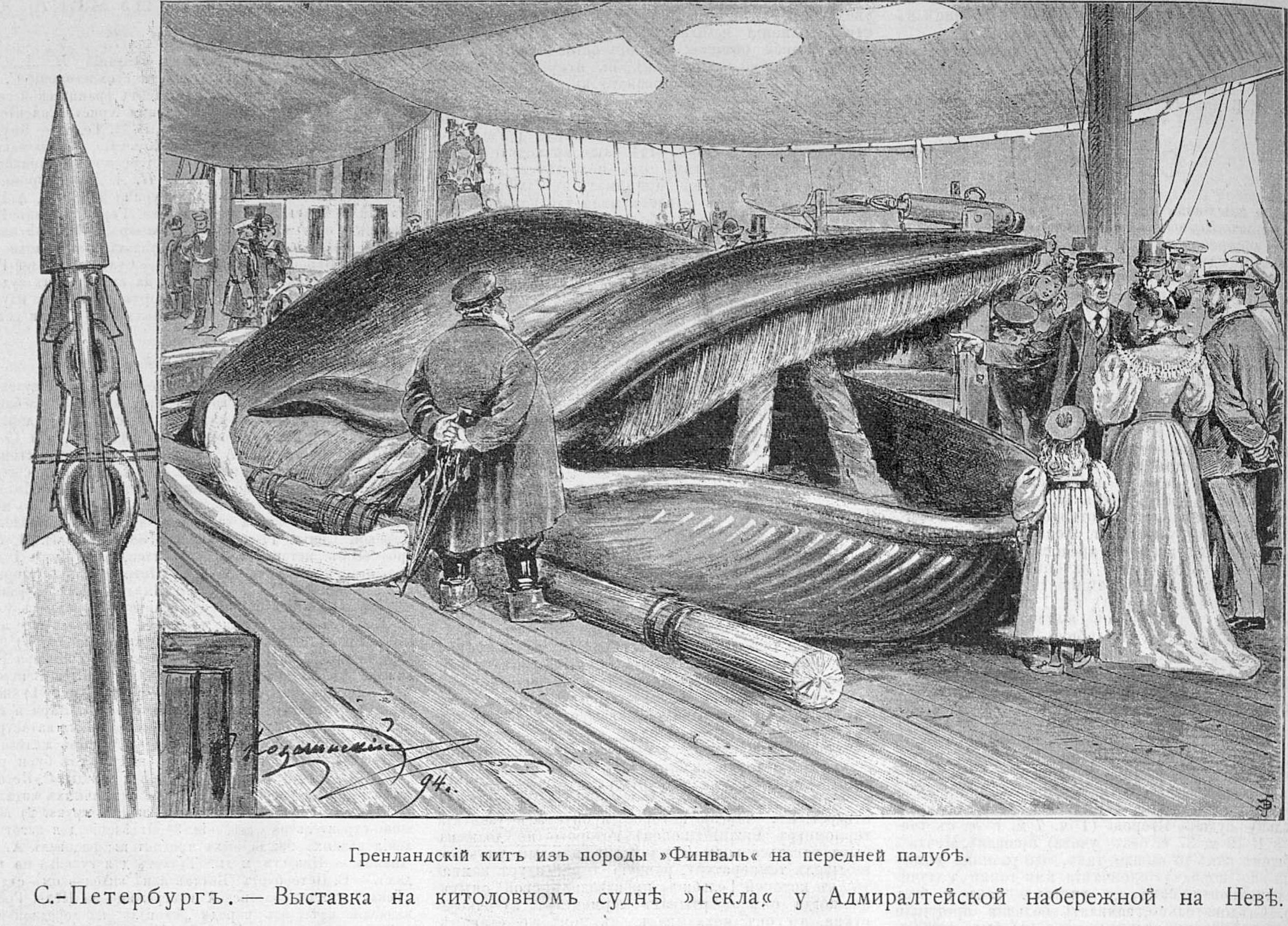 Печень кита. Китобойный промысел 19 века. Китовый промысел ворвань. Китобои 18 века. Китобои 17 века.