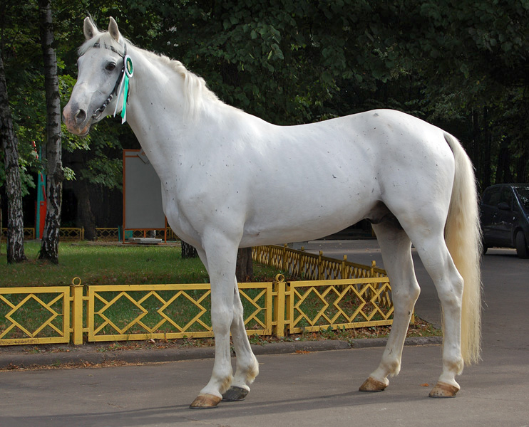 الحصان الروسي أورلوف تروترorlov-trotter-horses %D0%9E%D1%80%D0%BB%D0%BE%D0%B2%D1%81%D0%BA%D0%B8%D0%B9_%D1%80%D1%8B%D1%81%D0%B0%D0%BA