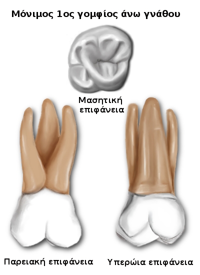 File:1os monimos gomfios ano.jpg