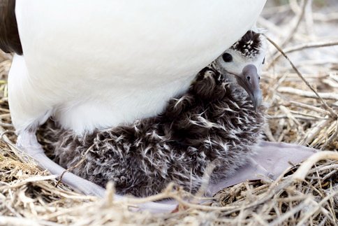 File:Albatross chick at Northwest Hawaiian Islands National Monument, Midway Atoll, 2007March01.jpg