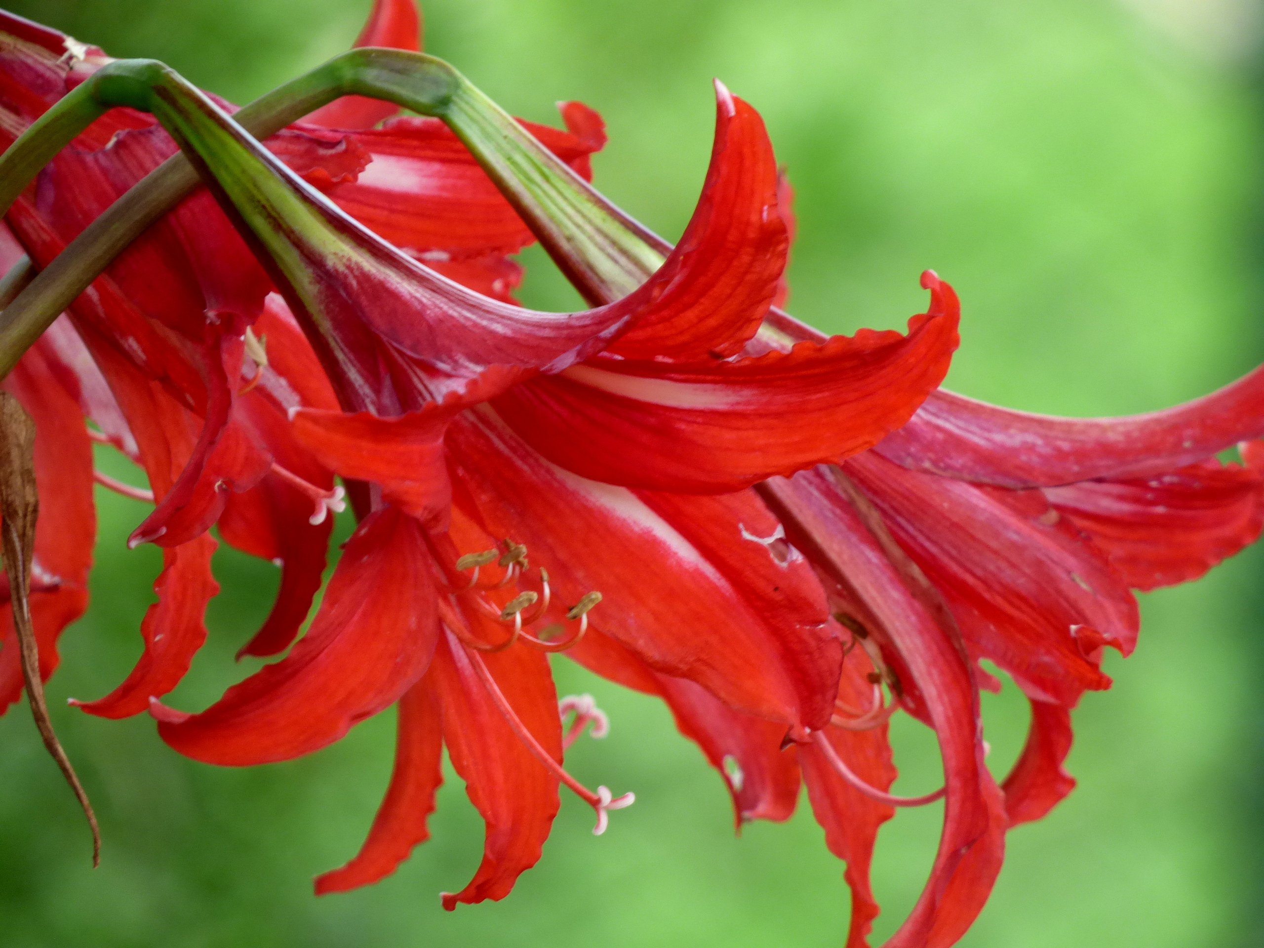 File:Amarilis - Lirio de beladona - Azucena (Amaryllis belladona) - Flickr  - Alejandro Bayer (1).jpg - Wikimedia Commons