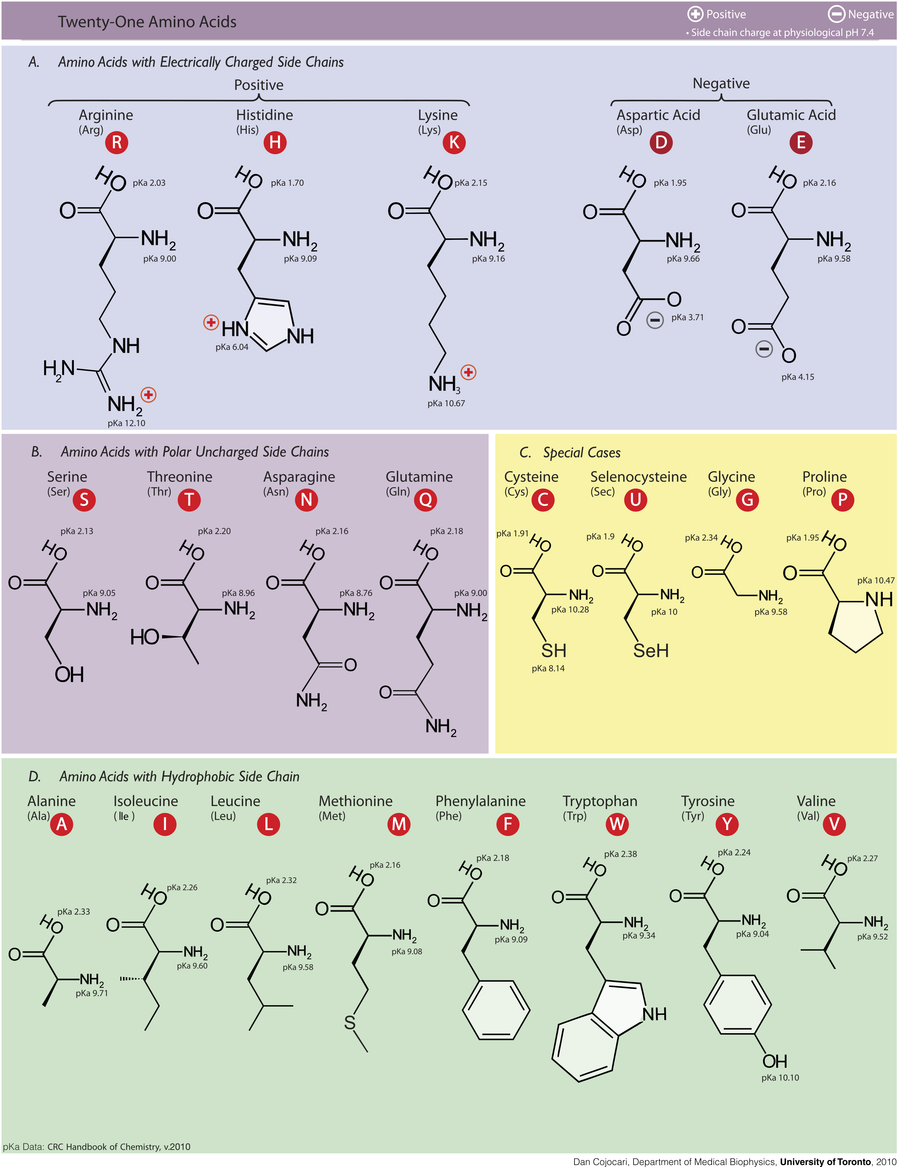 FileAmino acids.png   Wikimedia Commons