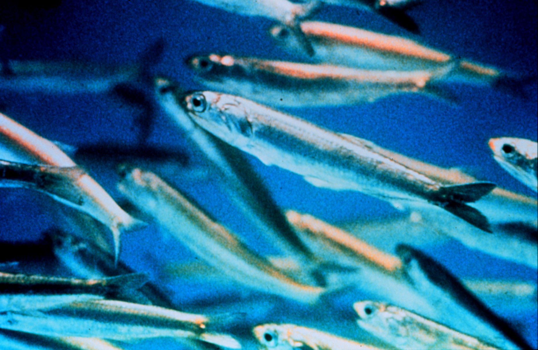 Oily fish - Wikipedia