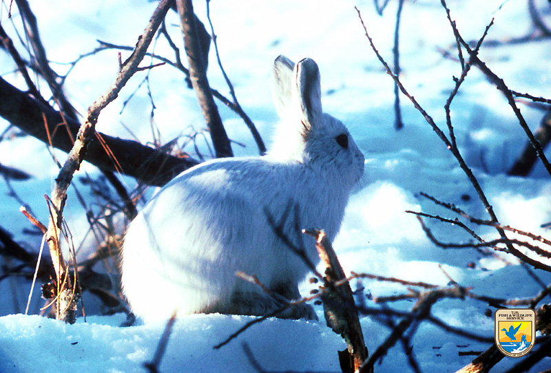 File:Arctic Hare (8247630184).jpg