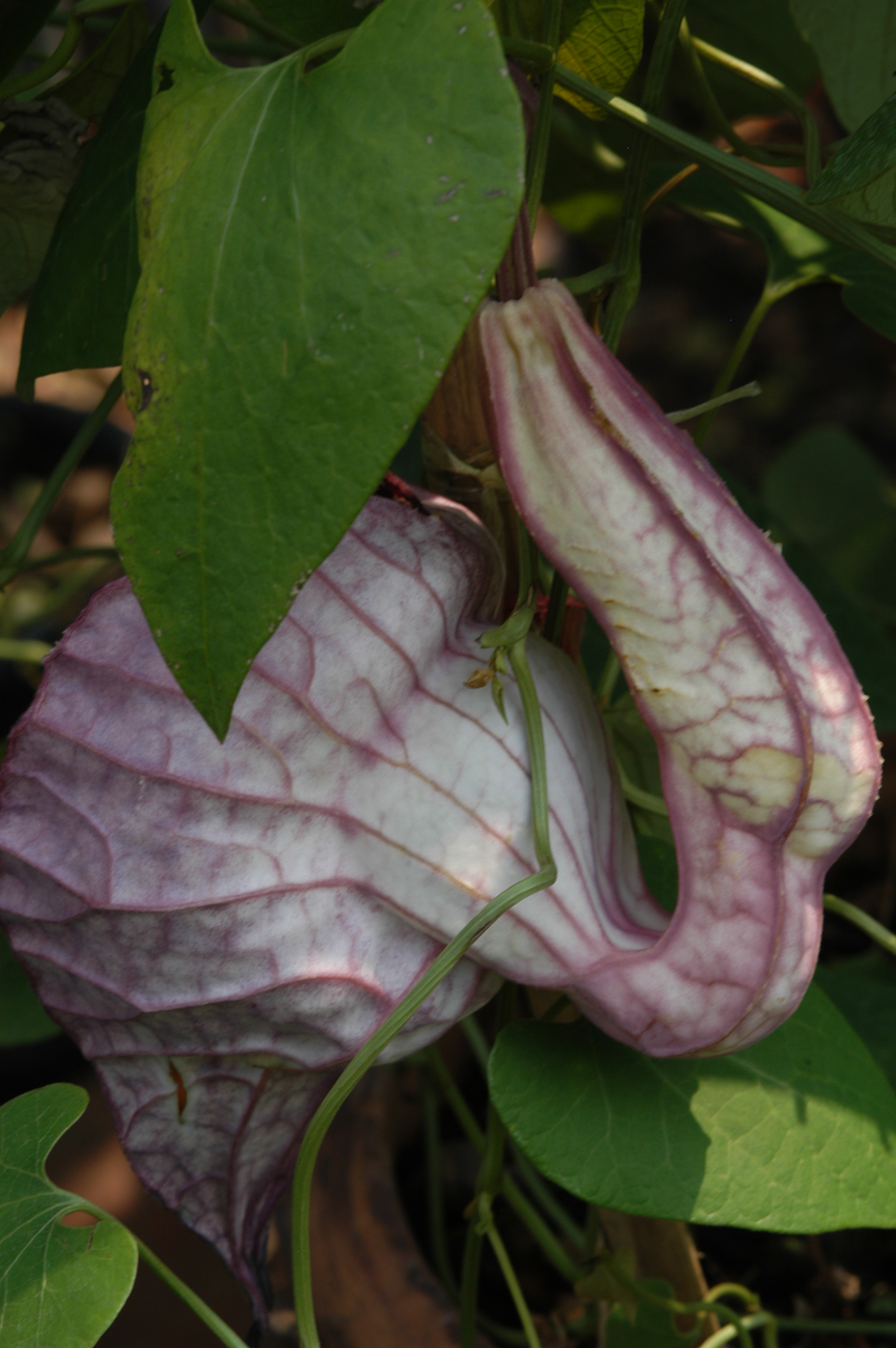 Aristolochia grandiflora - Wikipedia