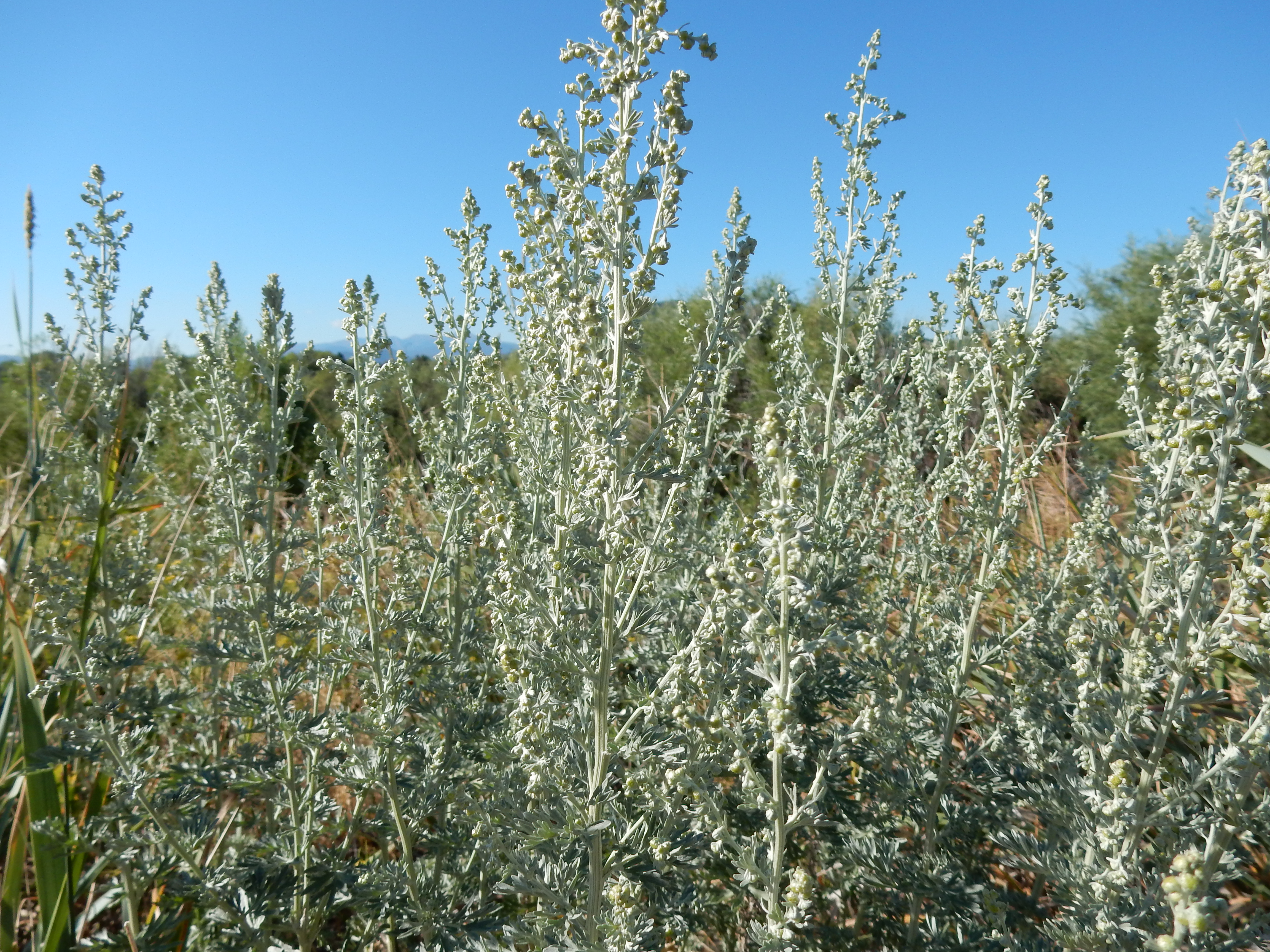 Artemisia absinthium (28560095621).jpg. 