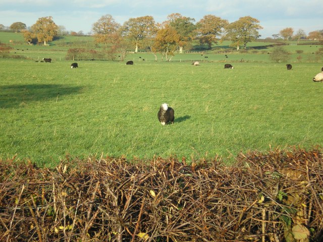 File:Black Sheep - geograph.org.uk - 281720.jpg