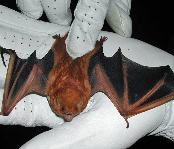 File:C-red-bat.jpg