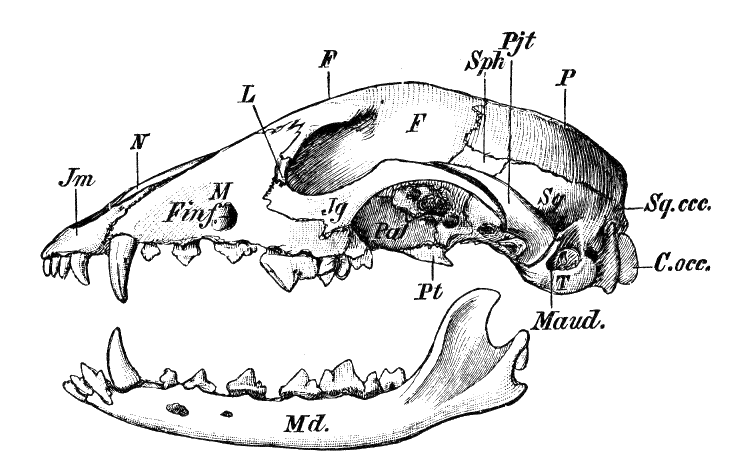 File:Cambridge Natural History Mammalia Fig 014.png