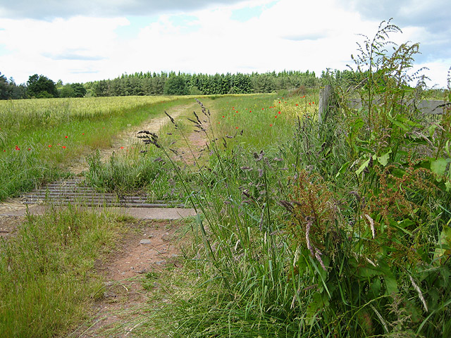 File:Cattle grid on the edge of a barley field - geograph.org.uk - 850954.jpg