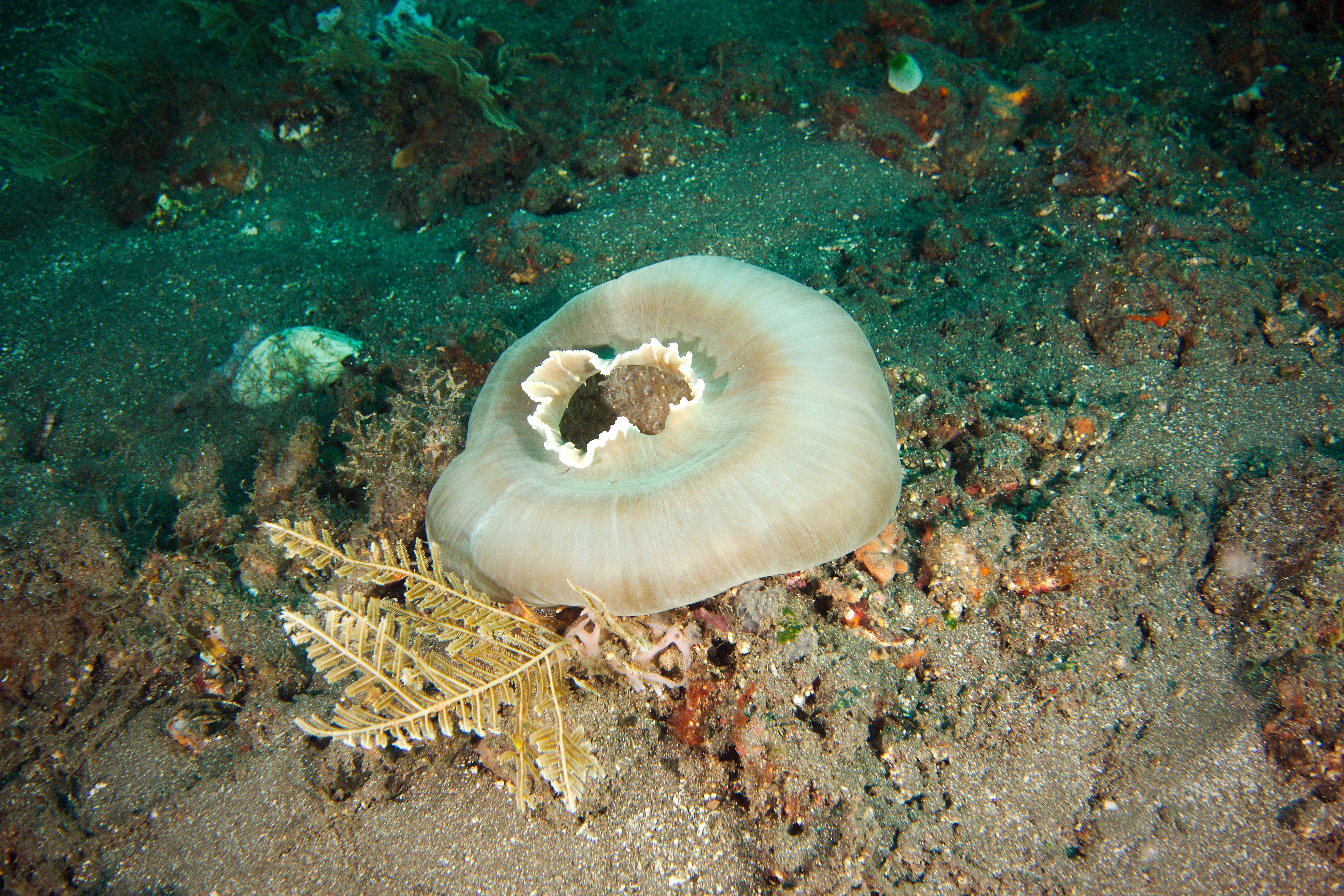 File Closed anemone 26121731304 .jpg Wikimedia Commons