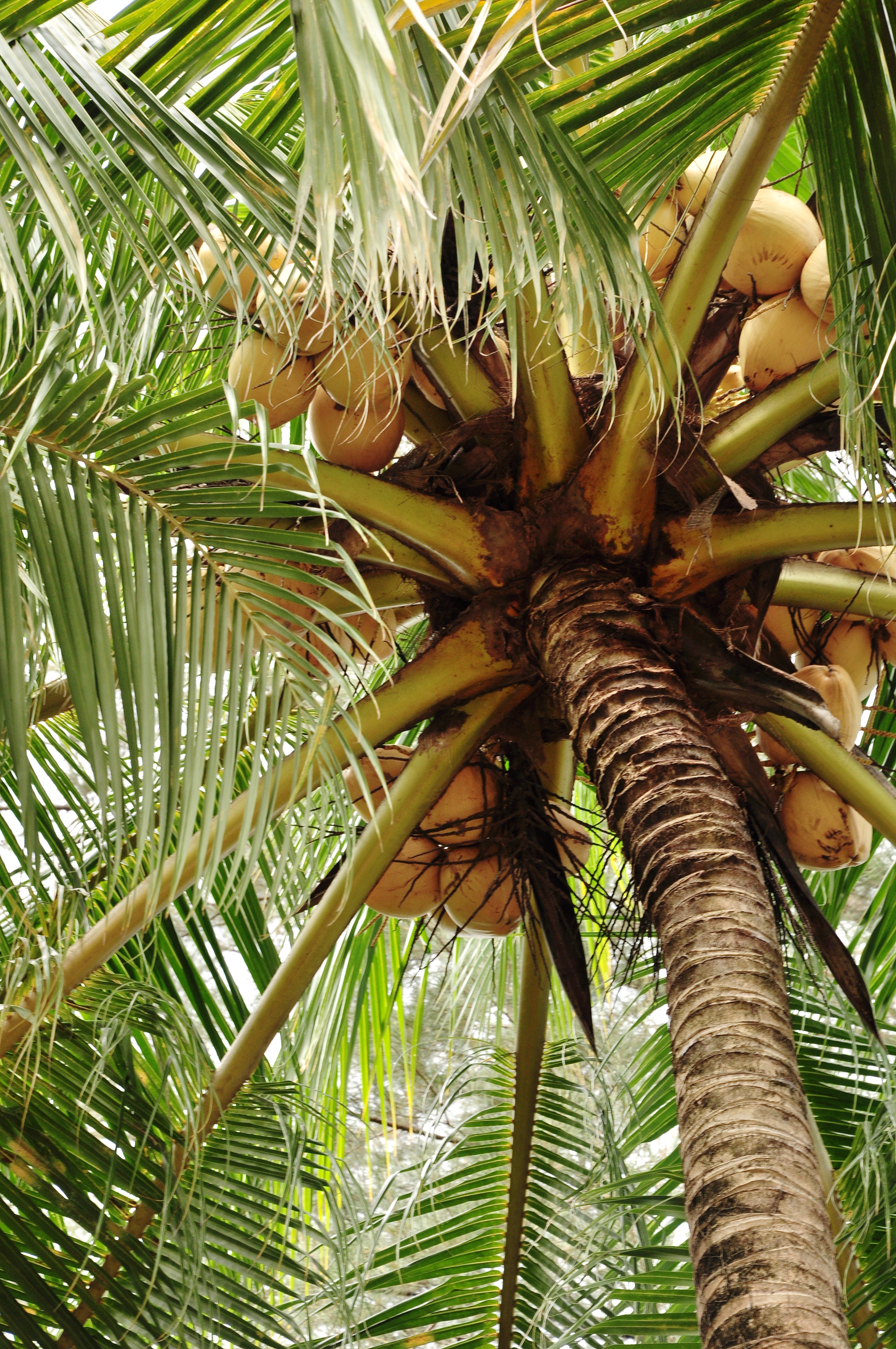 ココナッツ Wikipedia