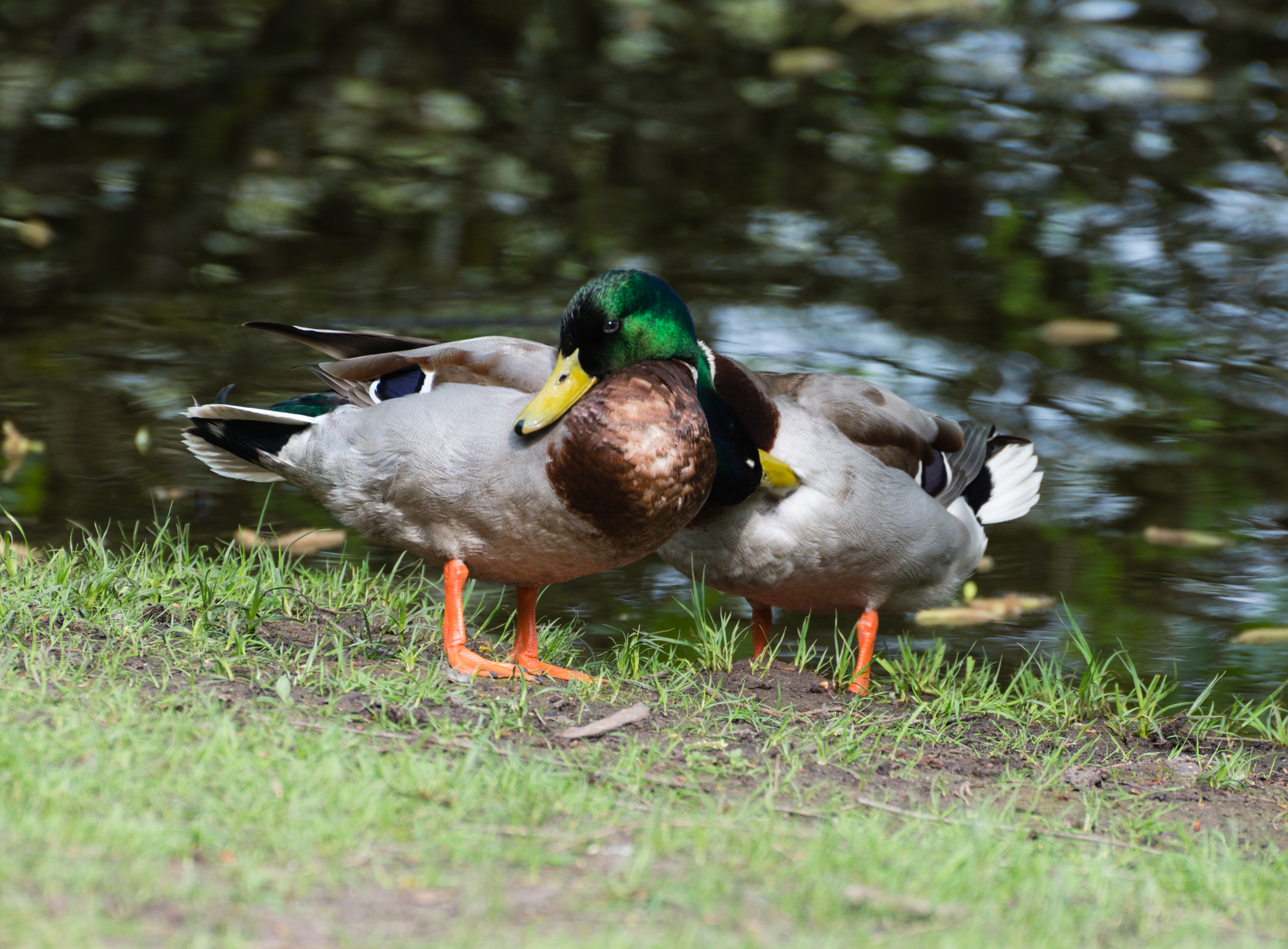 Mallard - Wikipedia