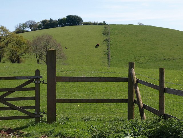 File:Cow on hill, Houndspool - geograph.org.uk - 1272368.jpg