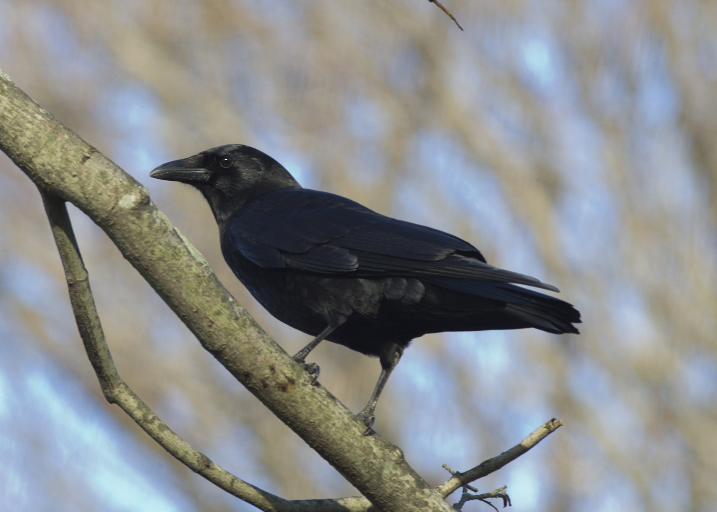 Top crow. Corvidae перевод.