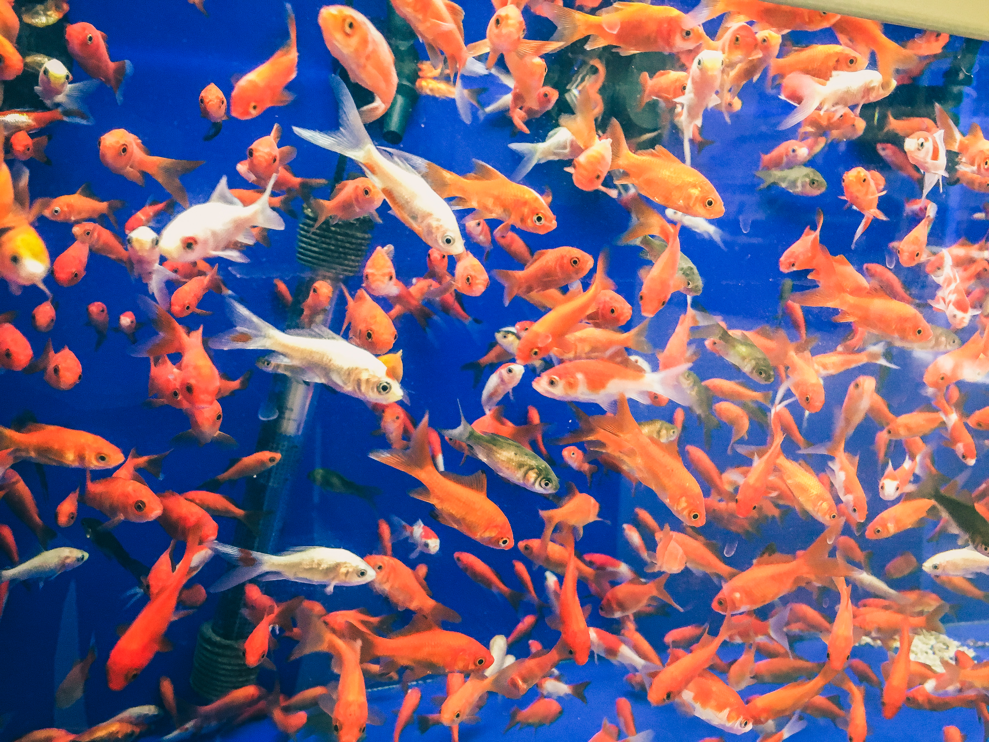 File:Crowded Fish Tank at PetSmart pet store, St. Louis Park, MN  (24148280830).jpg - Wikimedia Commons