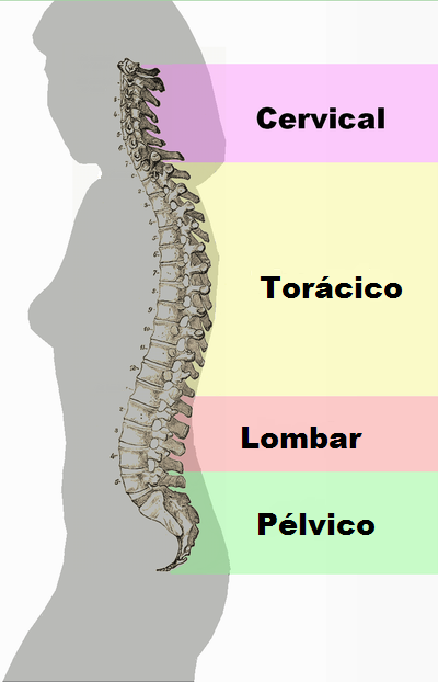 Resultado de imagem para coluna vertebral fotos