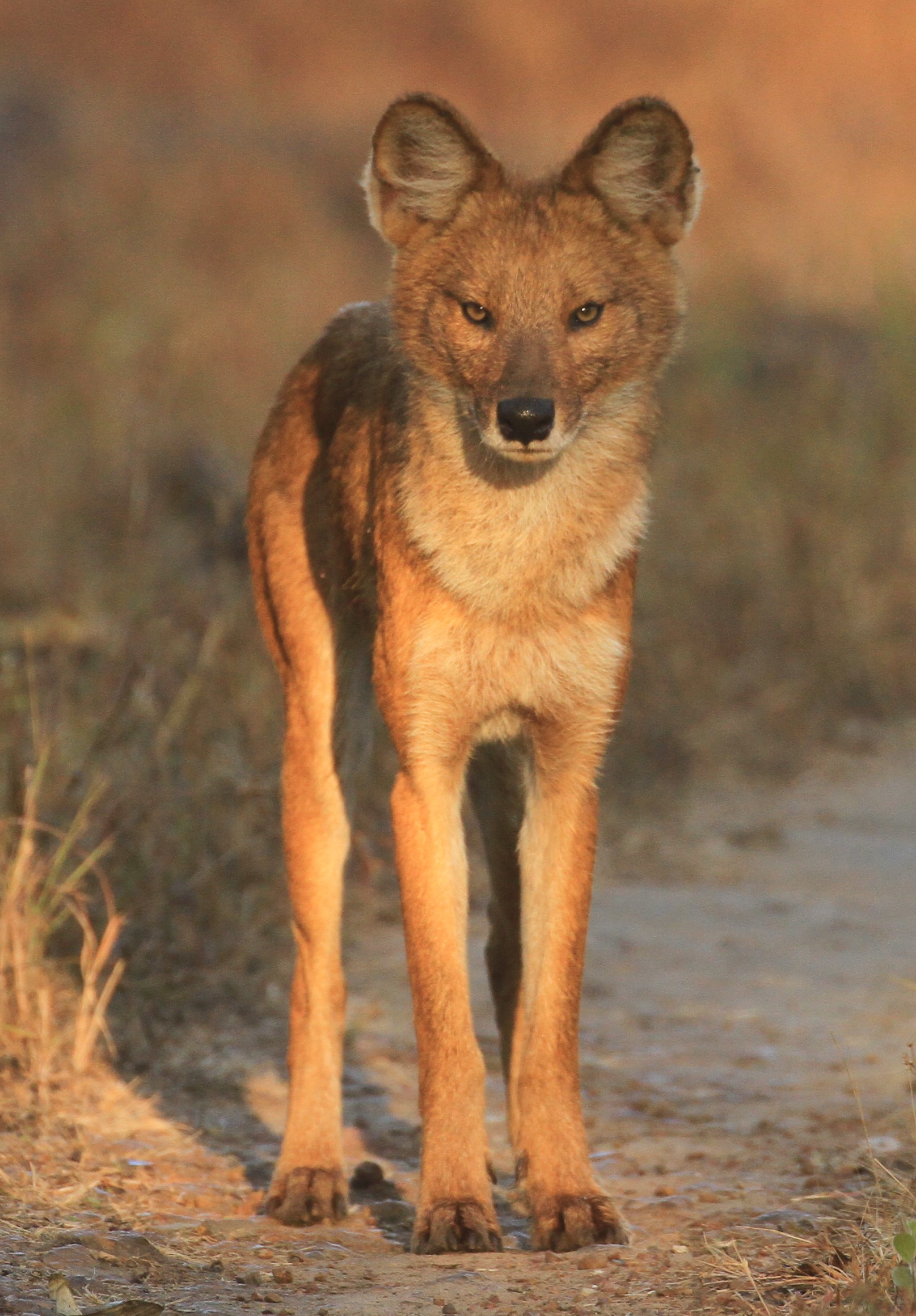 Dhole - Wikipedia