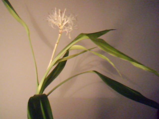 File:Dracaena Sanderiana in flower.jpg