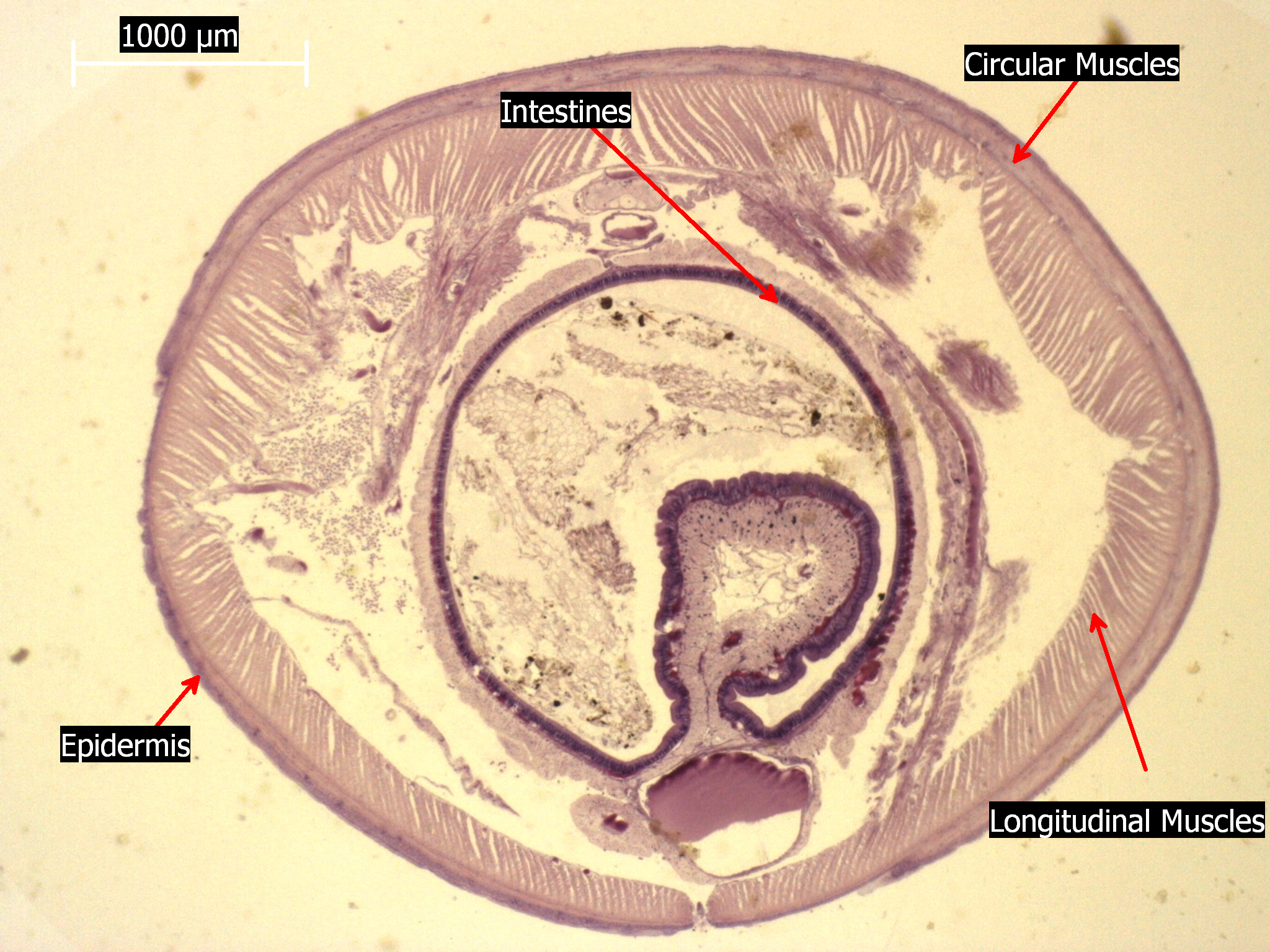 File:Earthworm Crosssection Stained Microscope Slide Labeled.jpg -  Wikimedia Commons