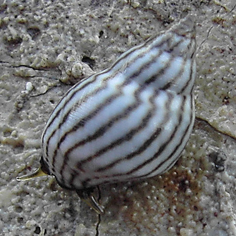 File:Echinolittorina ziczac 2.jpg