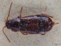 Eucnecosum brachypterum%3F.jpg