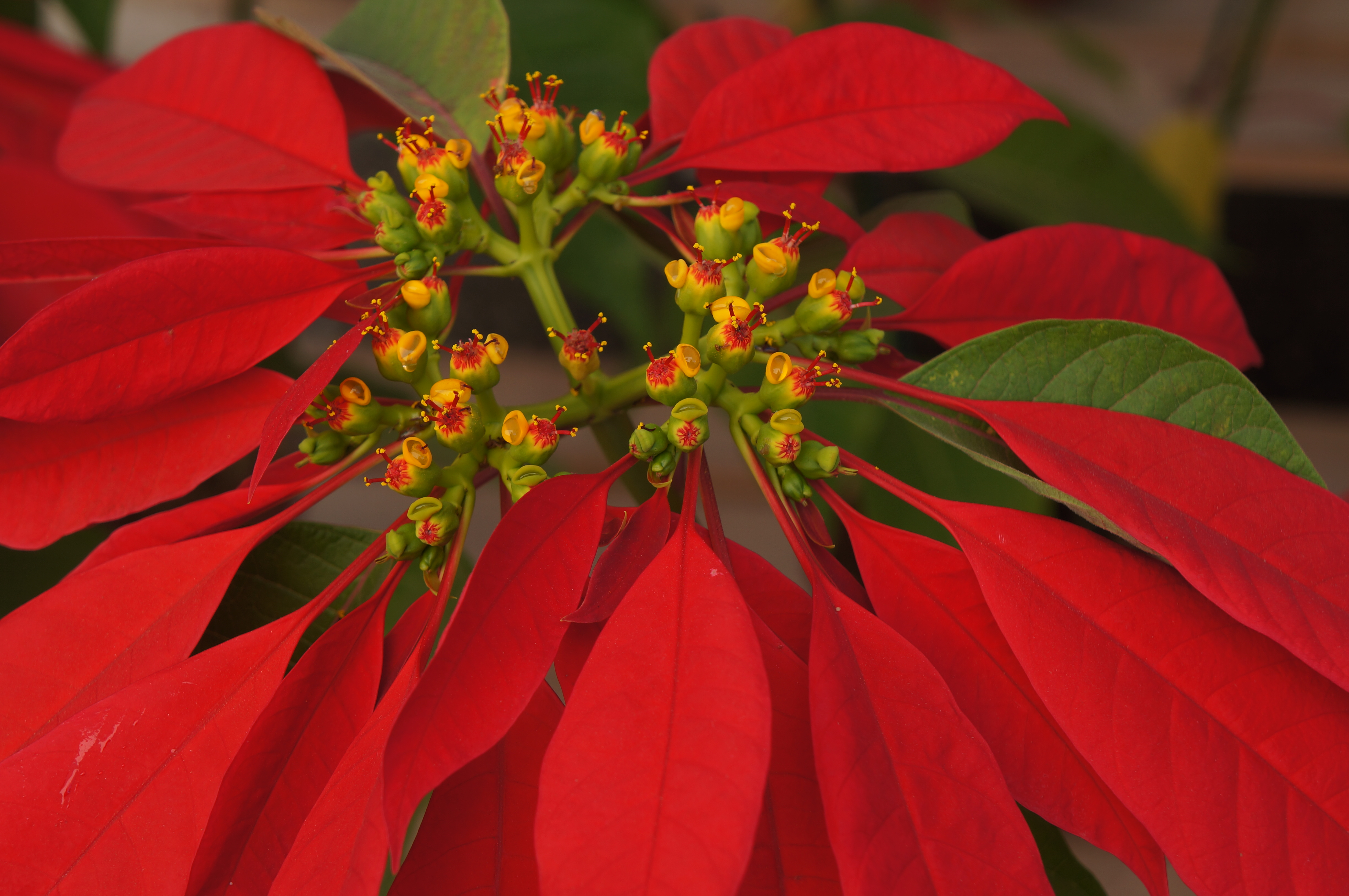 Euphorbia pulcherrima