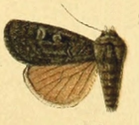 <i>Feltia nigrita</i> Species of moth