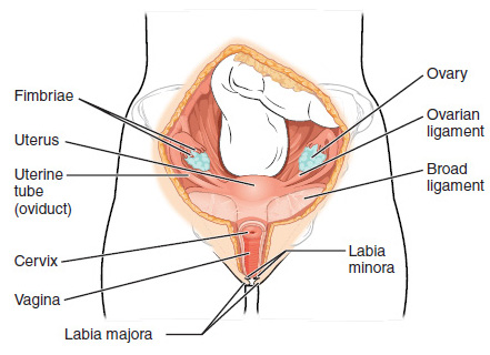 File:Female Reproductive Anterior.JPG