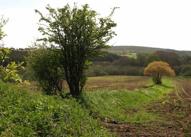 File:Field boundary near Blackingstone - geograph.org.uk - 1291172.jpg