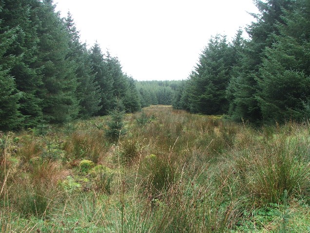 File:Fire Break on Braid Hill. - geograph.org.uk - 254980.jpg