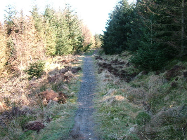 Forest path, Heald Brow - geograph.org.uk - 1232646