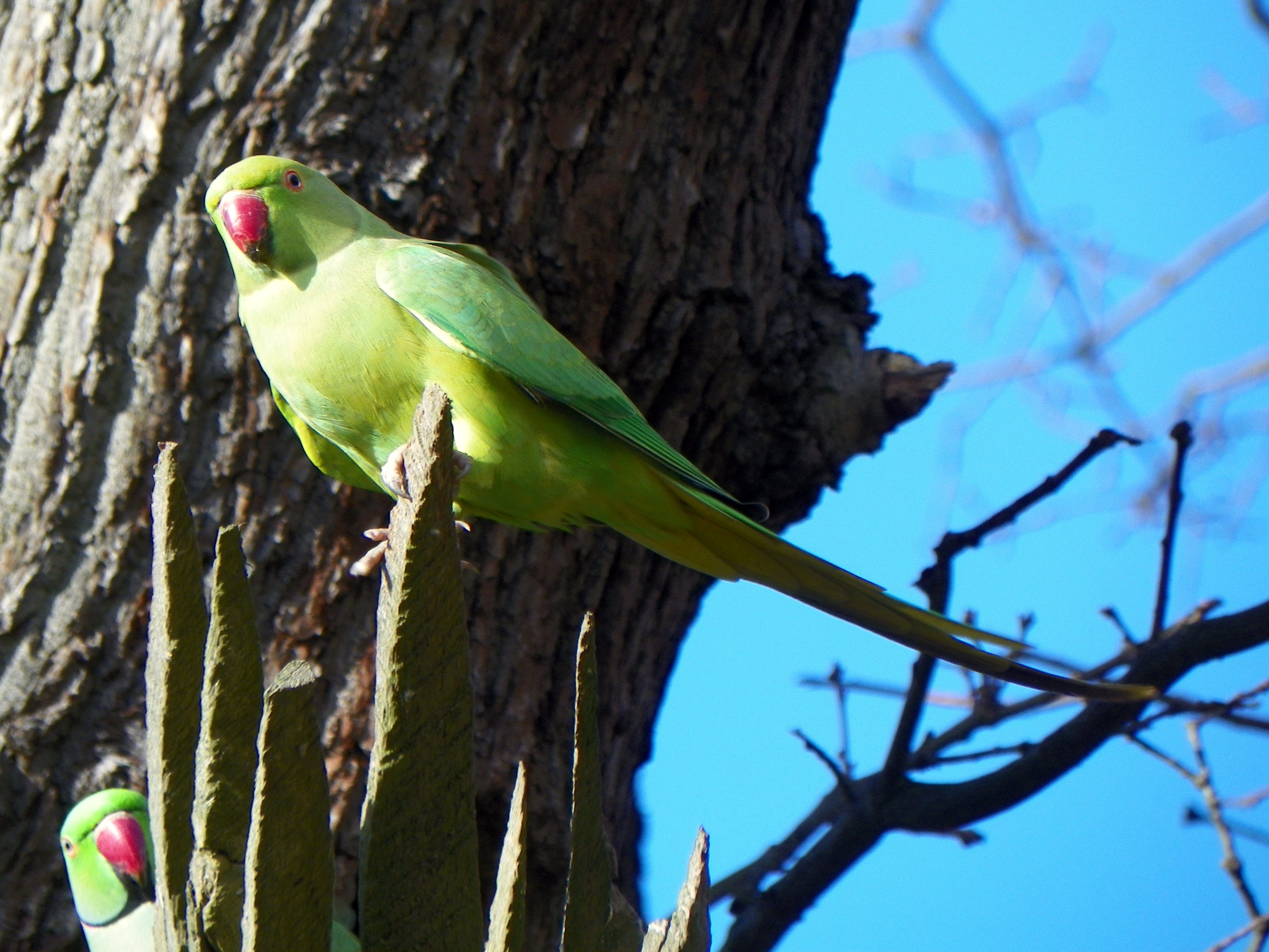 File:GOC Richmond 172 Ring-necked Parakeet (Psittacula krameri)  (14687663324).jpg - Wikimedia Commons