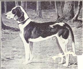 german hound breeds