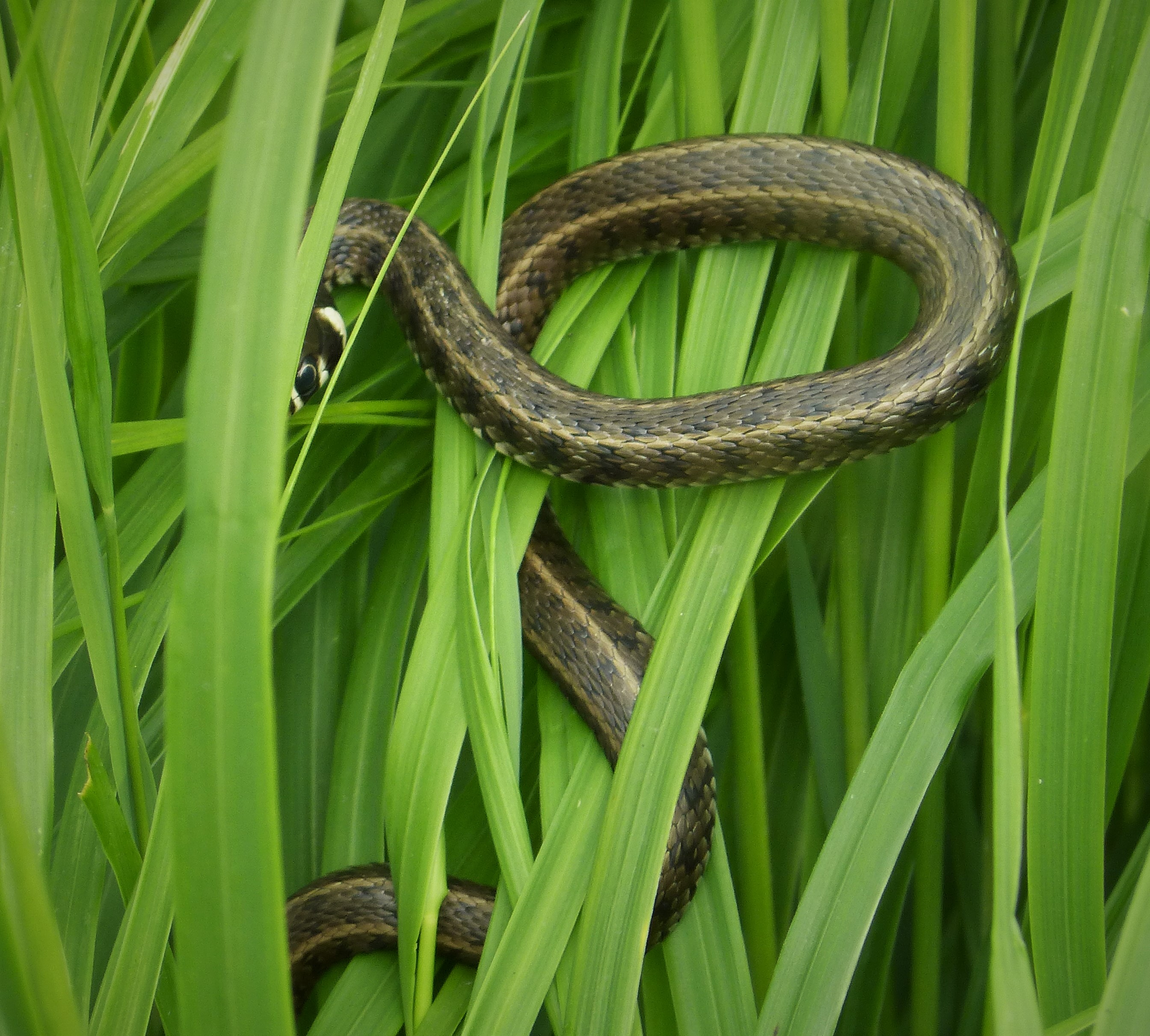 Grass snake