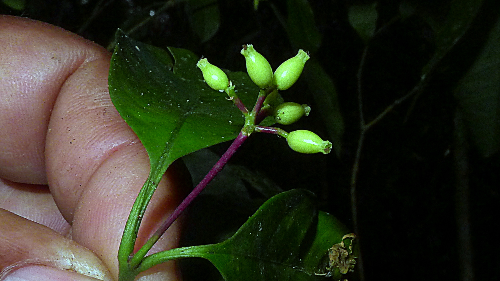 Guapira sp., Nyctaginaceae, Atlantic forest, northern littoral of Bahia, Brazil (16884214577).jpg