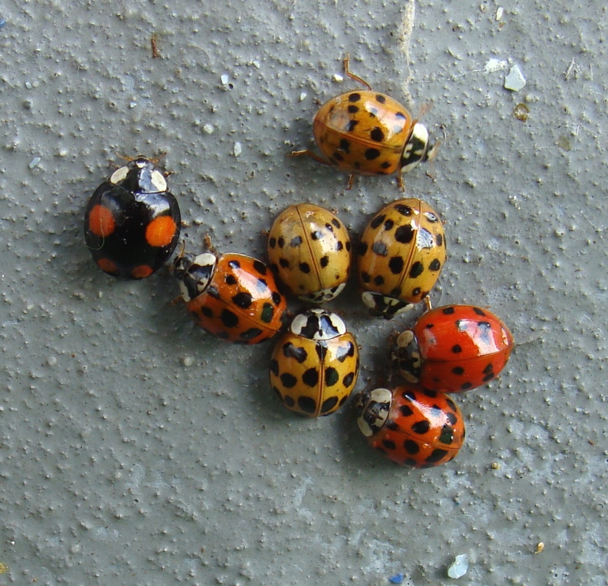 Тип окраски божьей коровки. Азиатская Божья коровка (Harmonia axyridis). Божья коровка-Арлекин Harmonia axyridis. Жёлтая Божья коровка с чёрными пятнами. Божья коровка черная с оранжевыми пятнами.