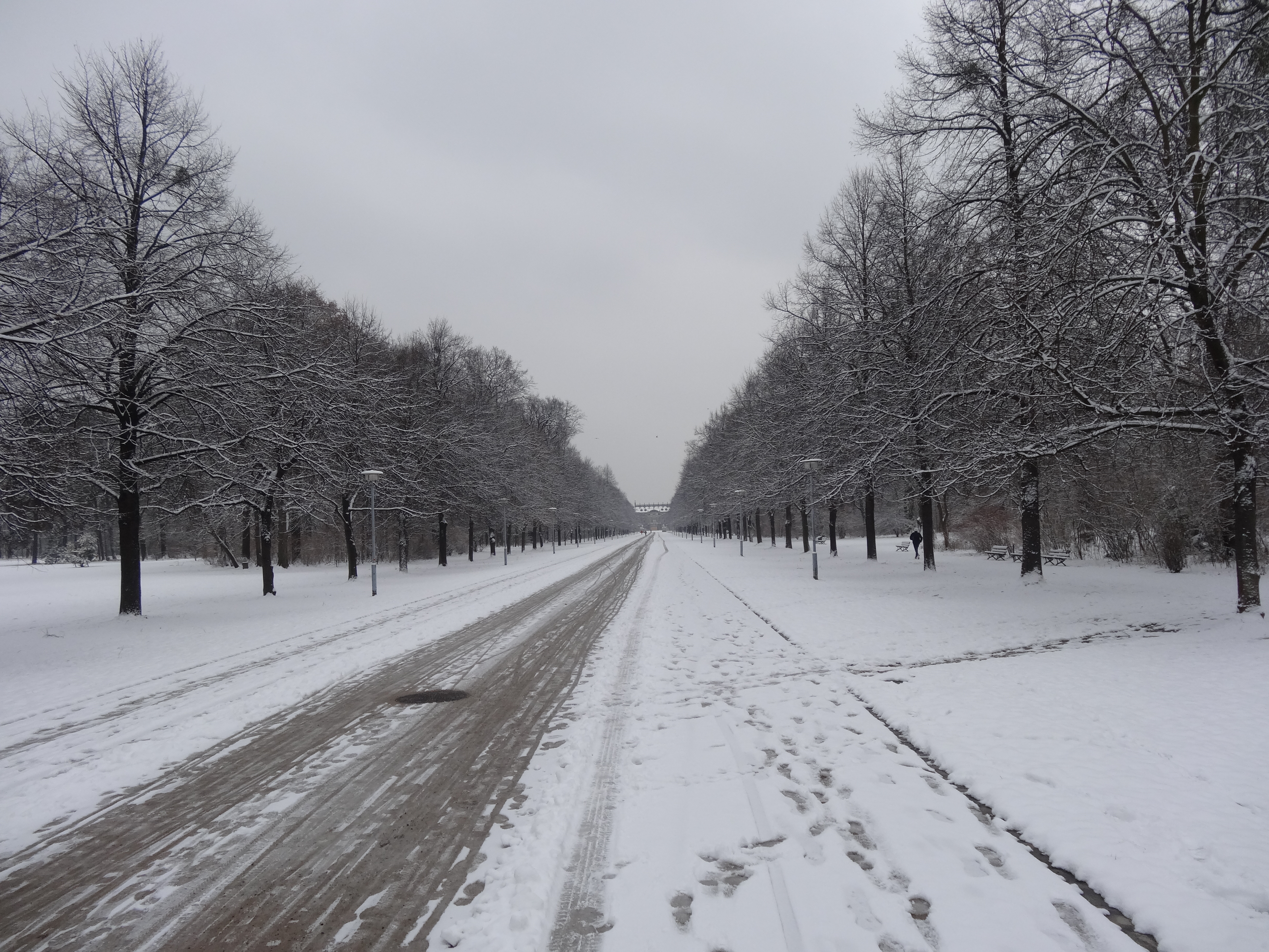 File Hauptallee Grosser Garten Dresden 996 Jpg Wikimedia Commons