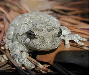 Hyla gray treefrog.jpg