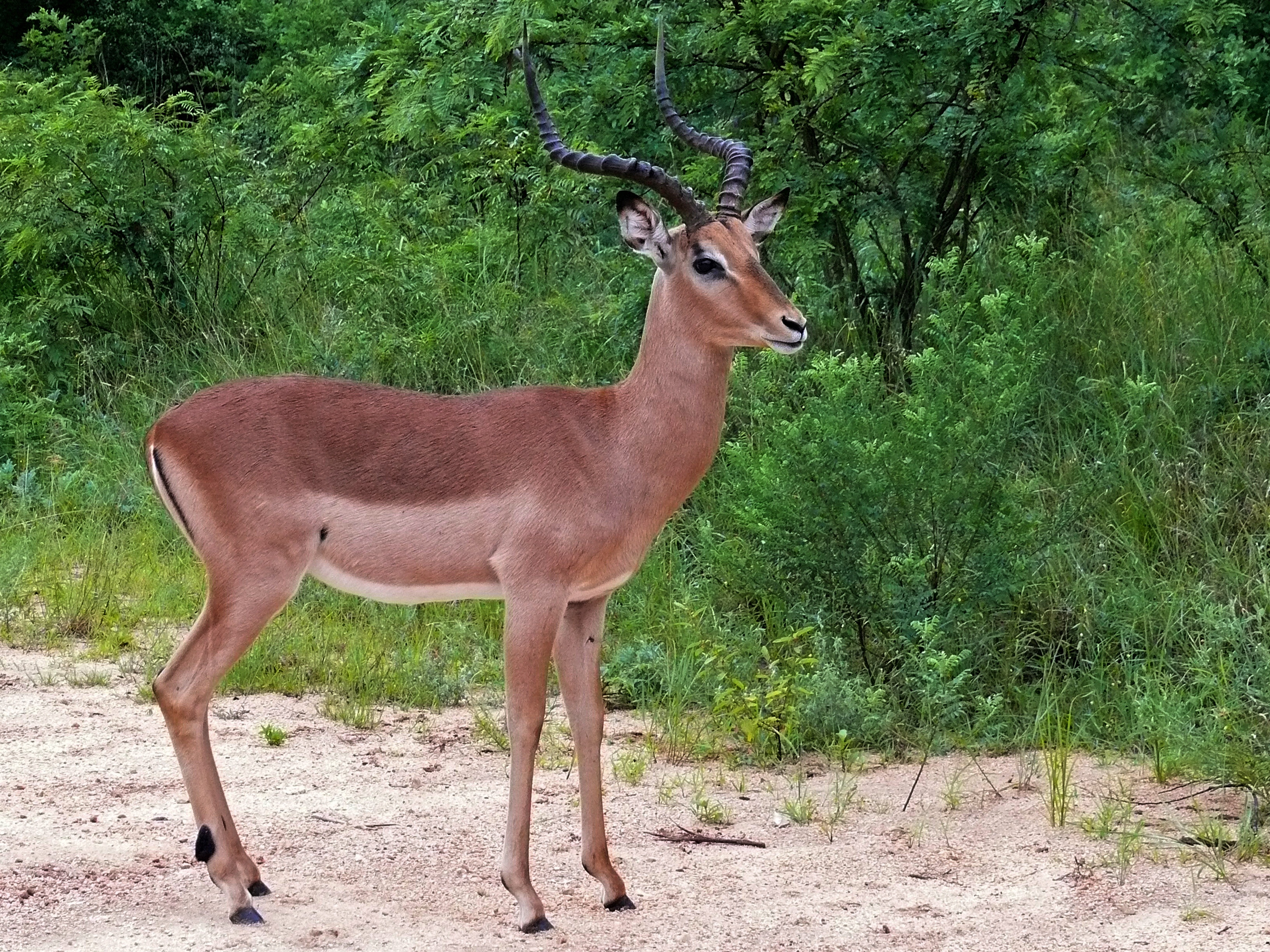 Impala (Aepyceros melampus) (6035921208).jpg