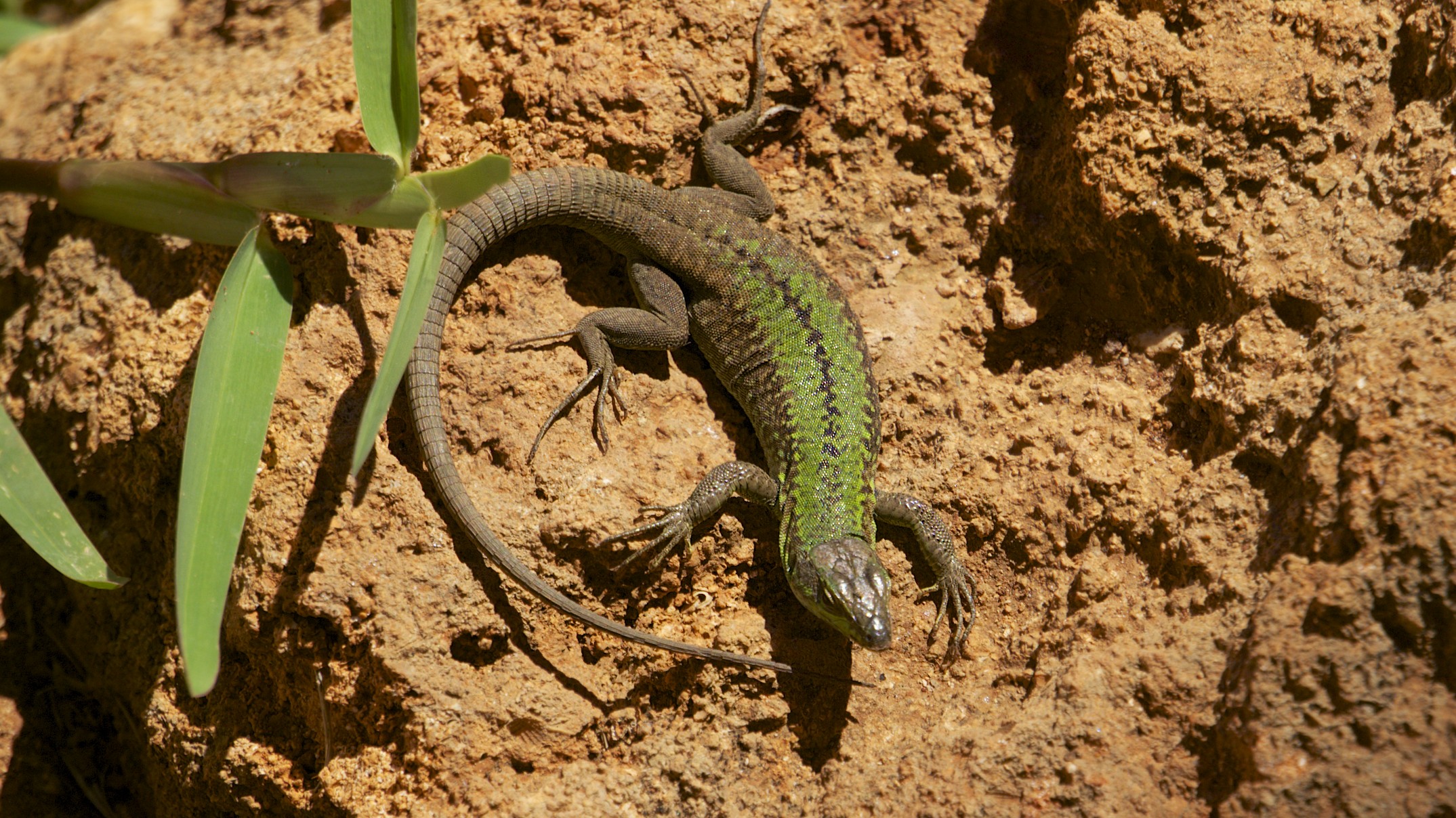 Italian wall lizard - Wikipedia