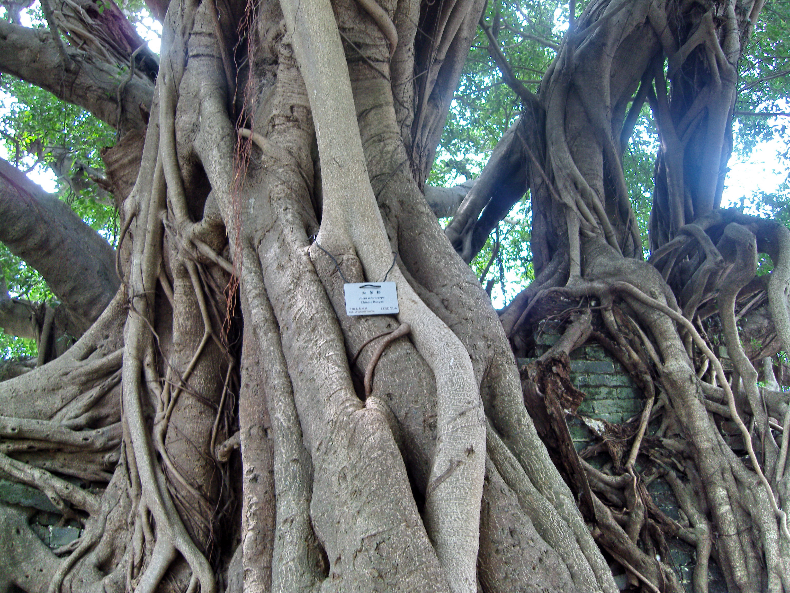 Дерево тин. Chinese Banyan (Ficus microcarpa). Баньян или Бодхи. Древесные ками.