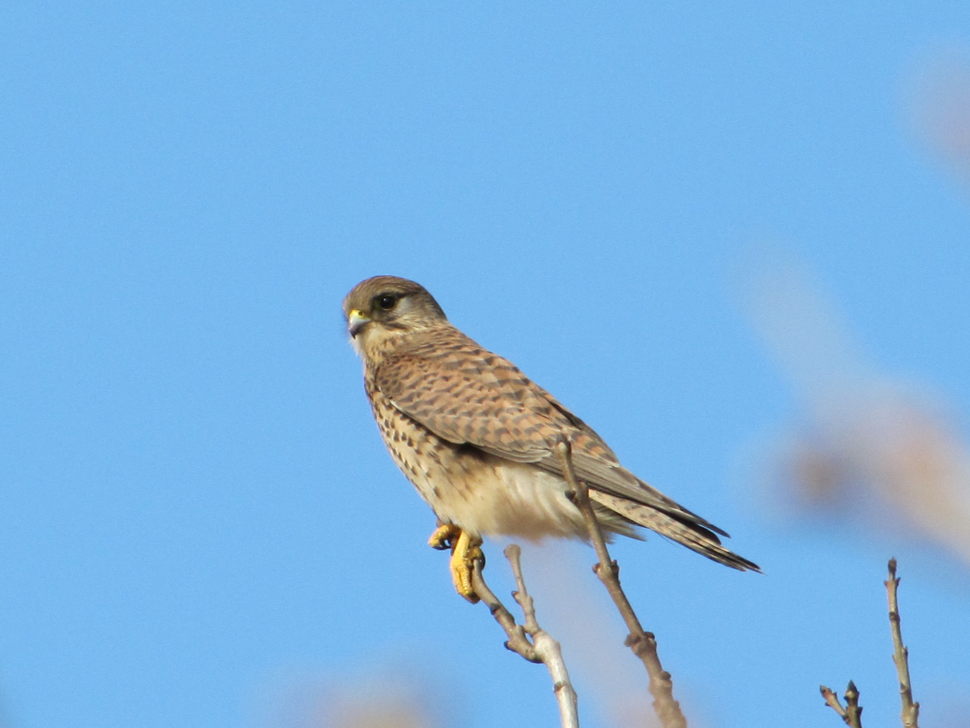 File:Kestrel (Falco tinnunculus).jpg 