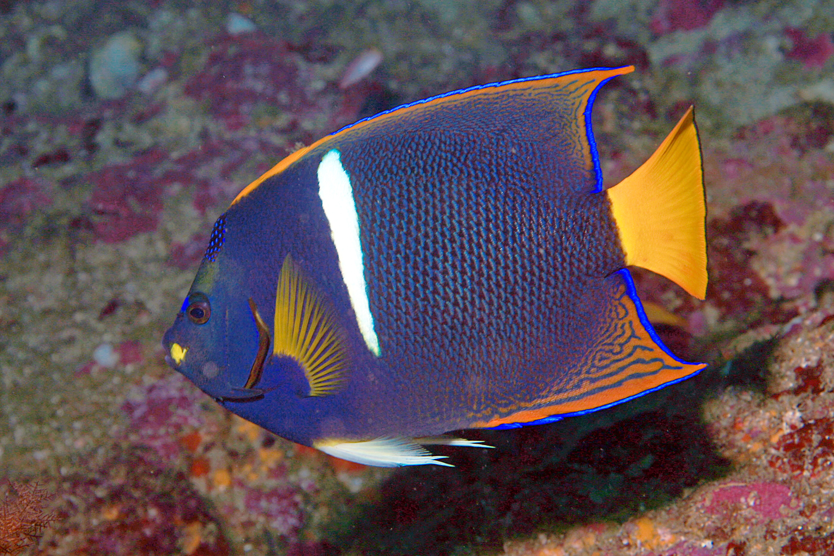 hd pictures, High quality Angelfish pictures, Angelfish photos and pictures, Photos of Angelfish 