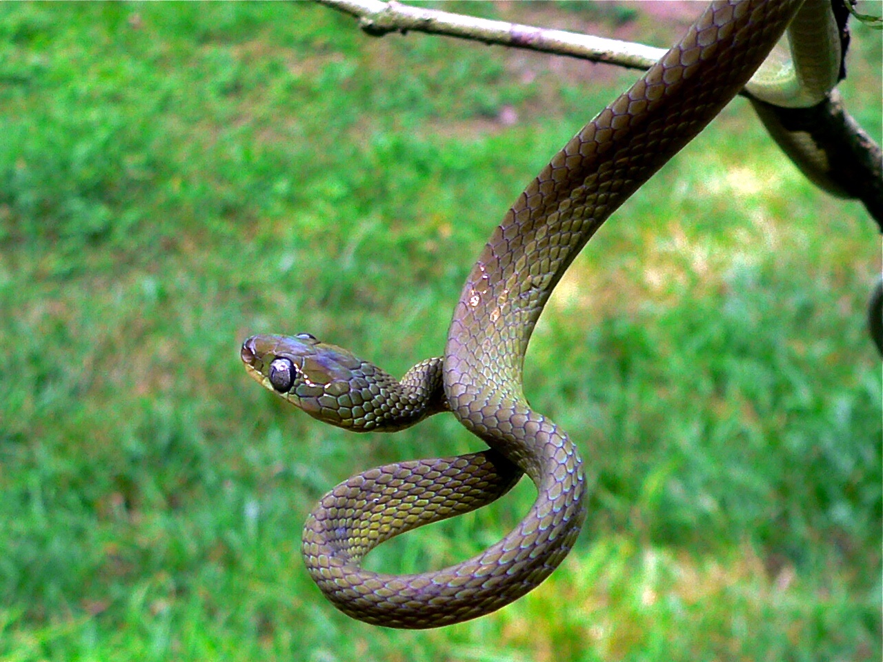 Laurent's Tree Snake (Dipsadoboa viridis) (7692212774).jpg