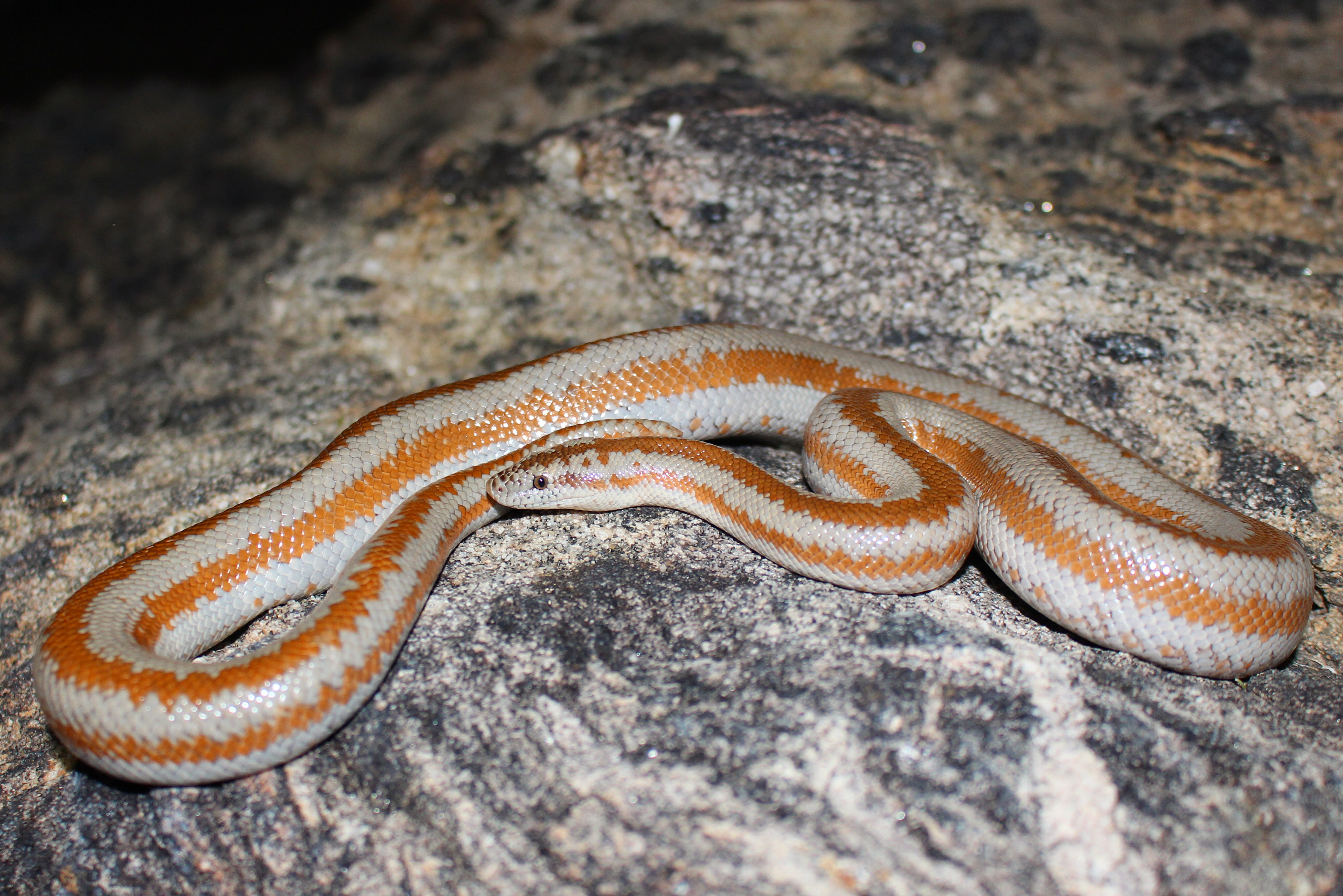 rosy boa for sale canada